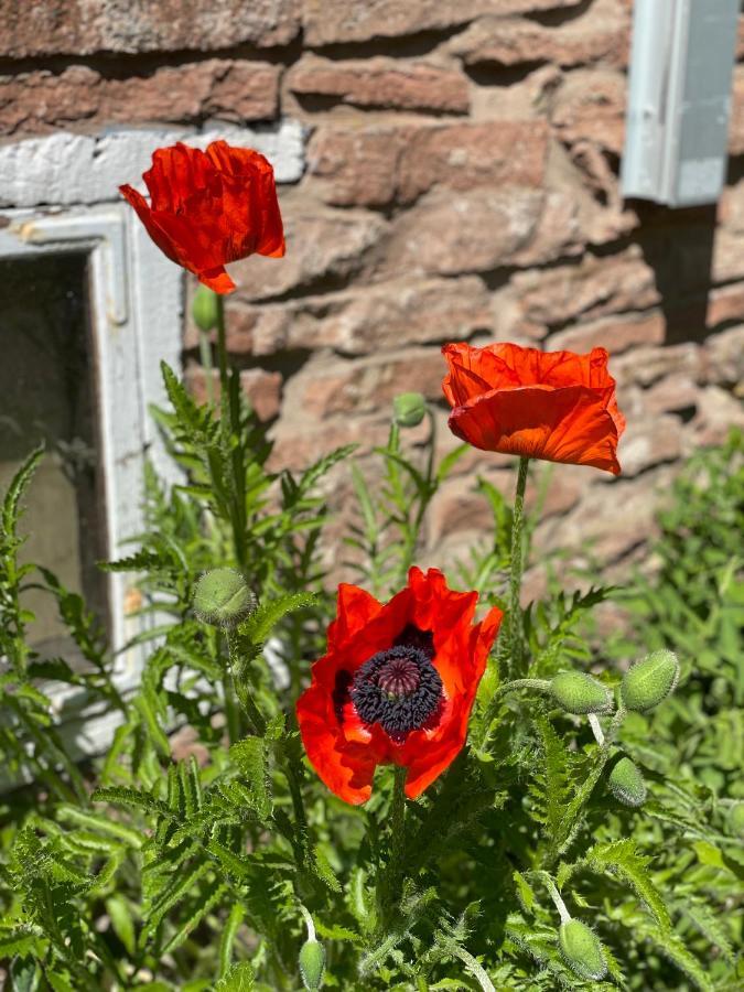 Rosenfors Herrgard B&B Borgholm Bagian luar foto